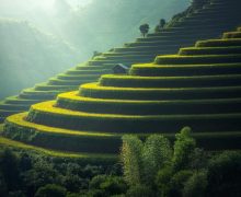 Golden rice terraces in the hills Green and golden rice terraces on hillside at sunset