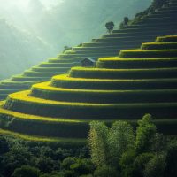 Golden rice terraces in the hills Green and golden rice terraces on hillside at sunset